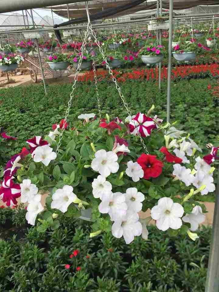 Trồng cây con hoa dạ yến thảo vào giỏ treo