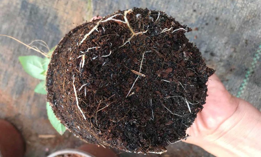 Thay chậu cho cây hoa hồng già để cây có không gian phát triển rễ
