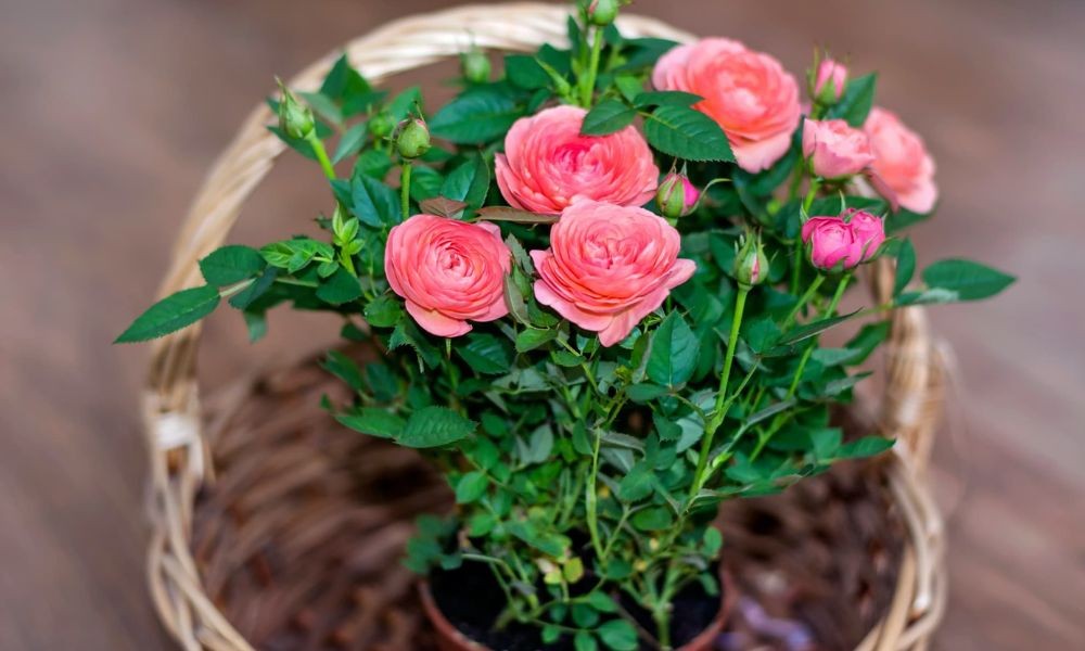 Hình ảnh thời điểm lý tưởng để bắt đầu trồng hoa hồng trong chậu