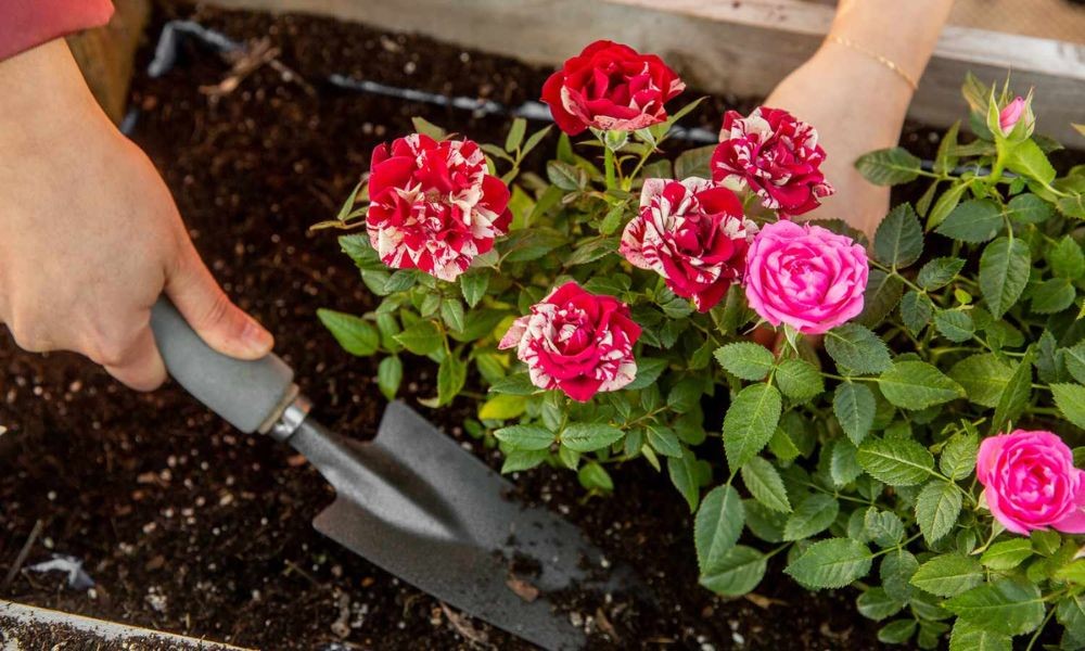Một số giống hoa hồng phổ biến thích hợp trồng trong chậu