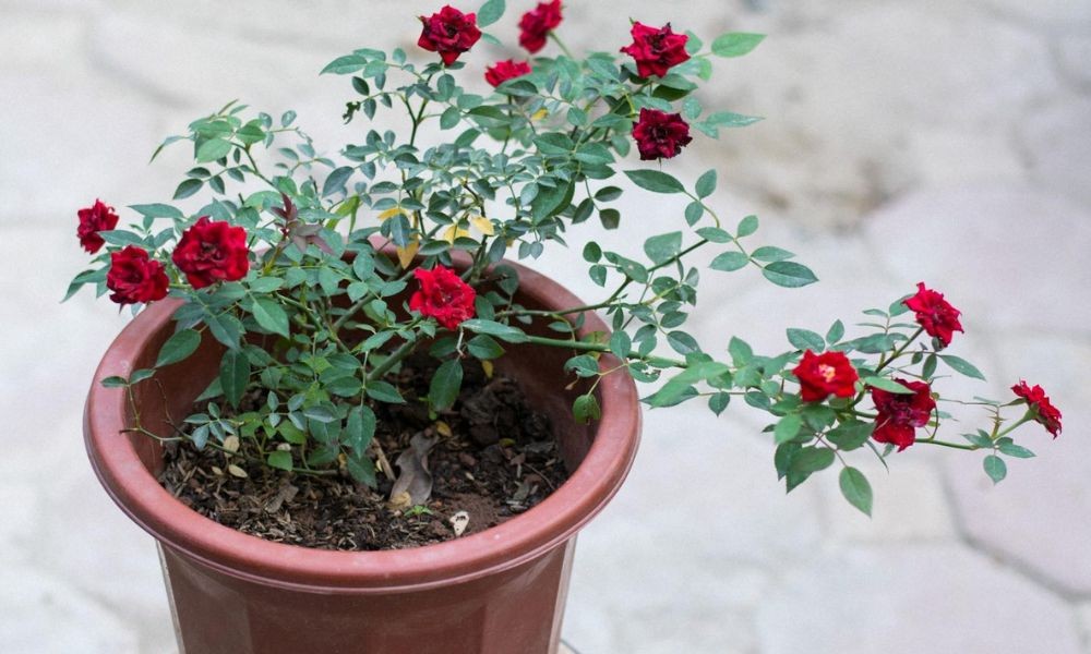 Hoa hồng trồng trong chậu với nhiều kích cỡ khác nhau