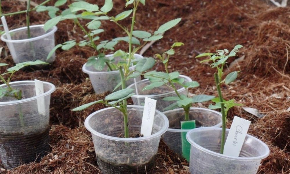 Đất tơi xốp, thoát nước tốt - yếu tố quan trọng khi trồng hoa hồng trong chậu