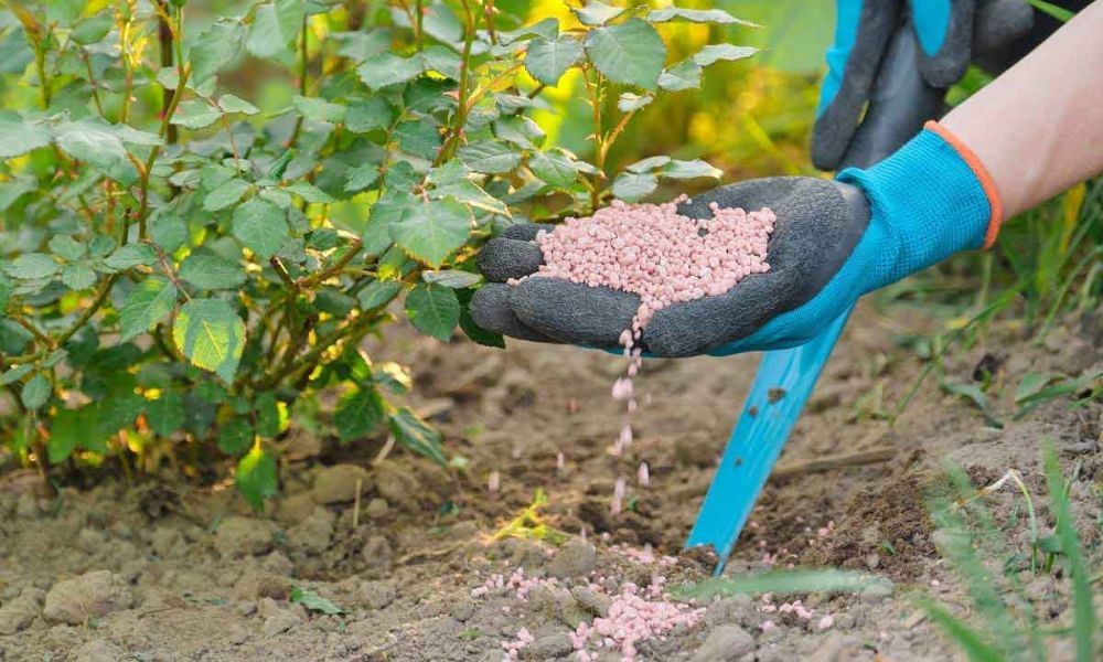 Bón phân hữu cơ quanh gốc hoa hồng trồng chậu để cung cấp dinh dưỡng