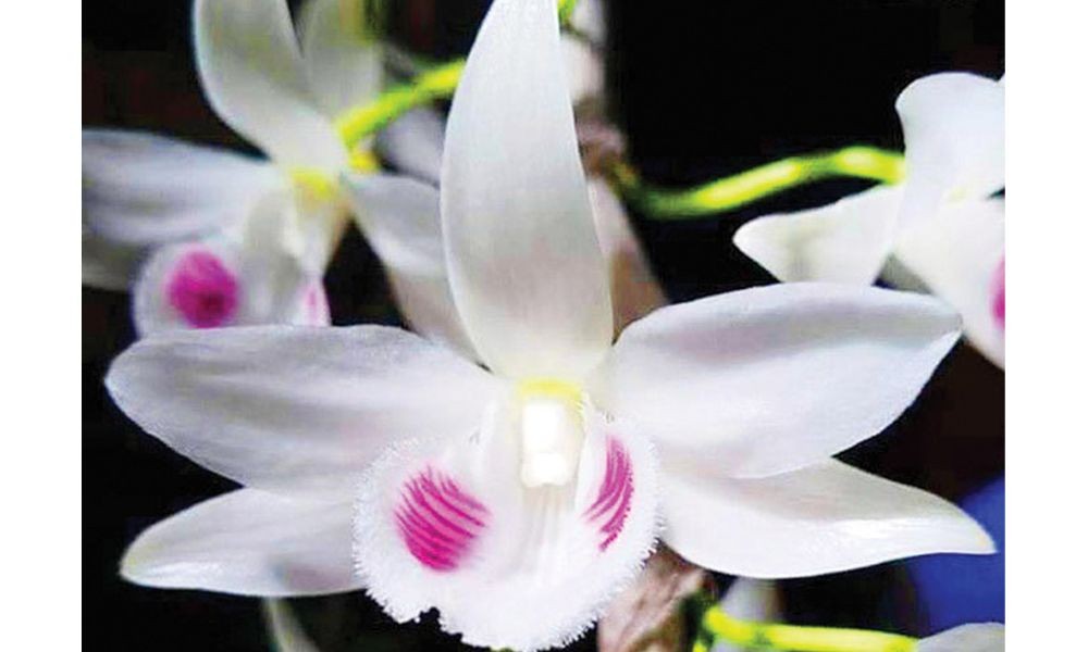 Mặt hoa lan giả hạc đột biến độc đáo, năm cánh trắng