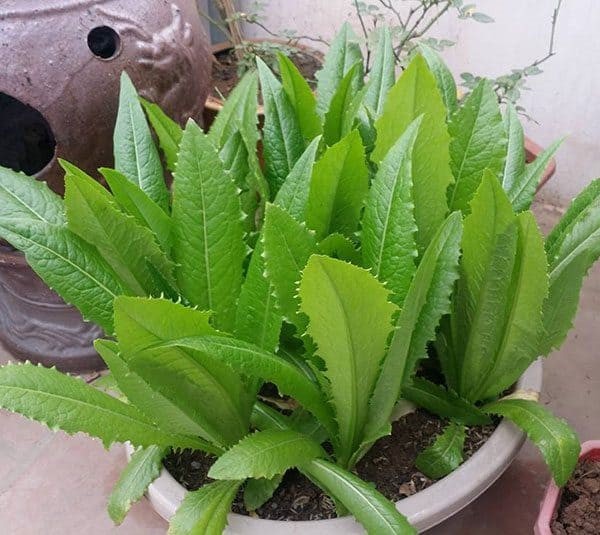 Đặc điểm lá rau diếp thơm với mép lá răng cưa nhẹ