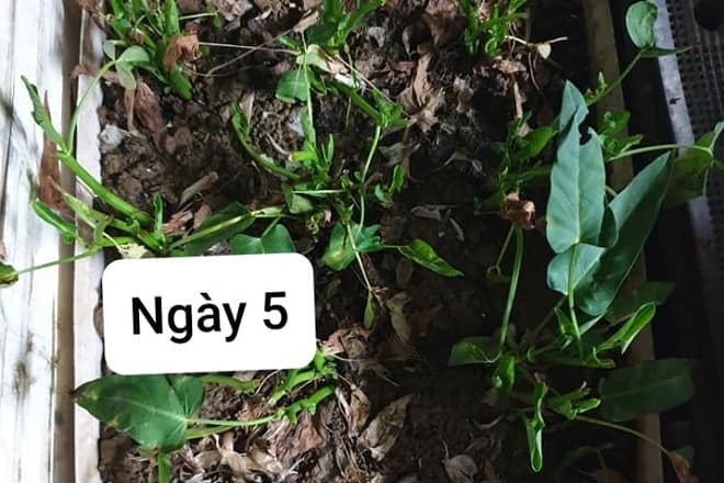 Cây rau muống cạn non sau khi trồng, cần đặt ở nơi râm mát ban đầu