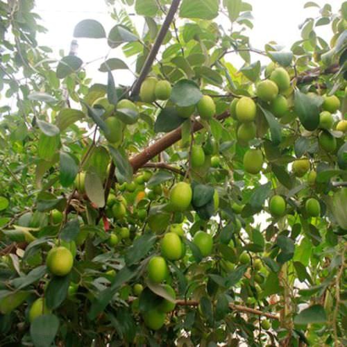 Cây táo đại sai trái năng suất cao - Hình ảnh minh họa cách trồng táo đại