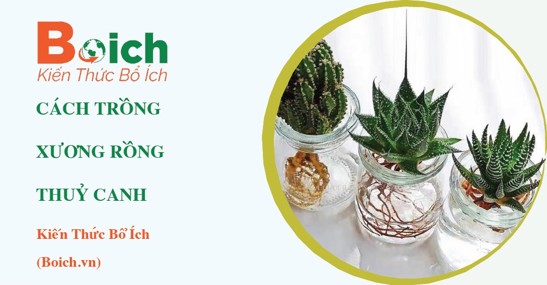 Hình ảnh minh họa cây xương rồng trồng trong bình thuỷ canh
