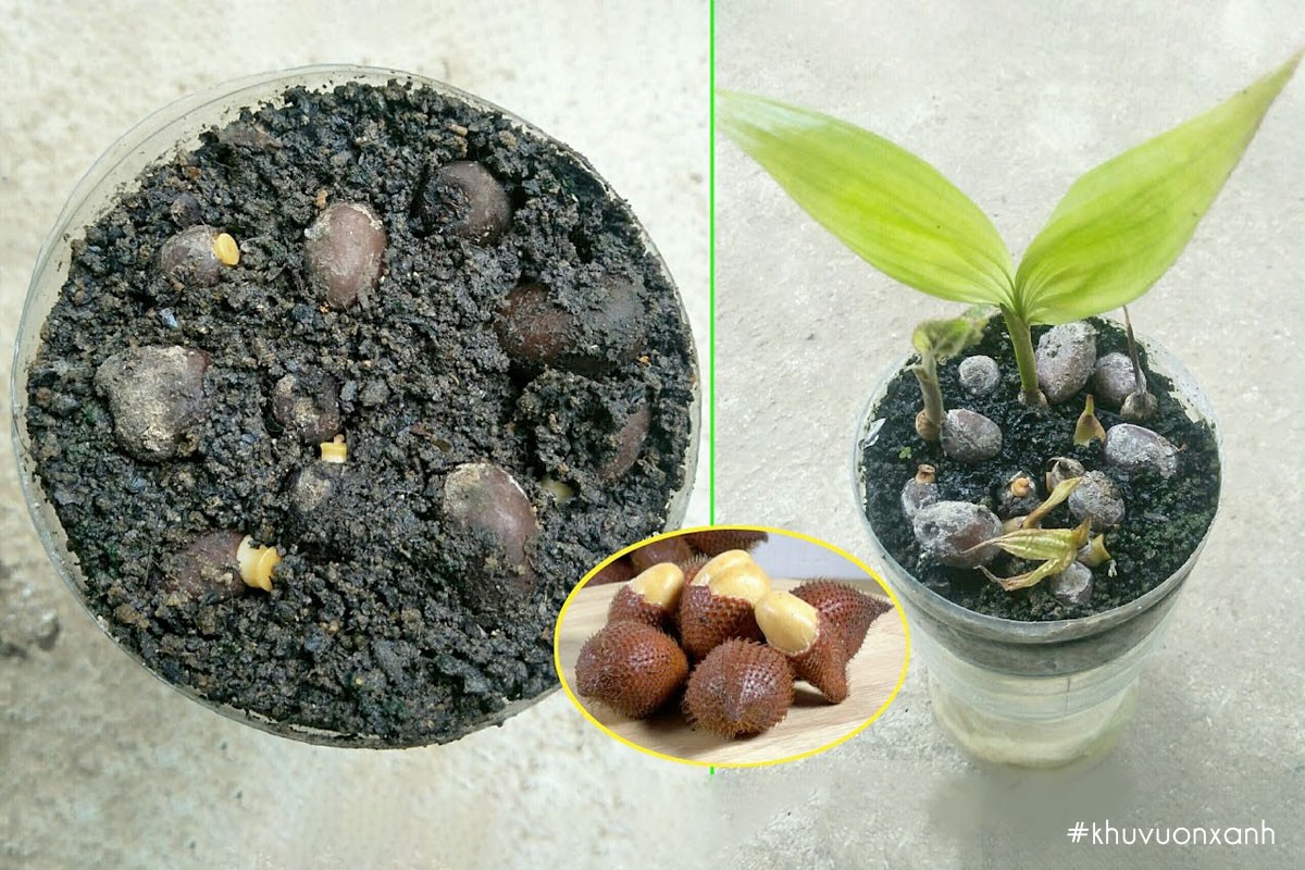 Cây Mây Thái con nảy mầm từ hạt trong khay ươm