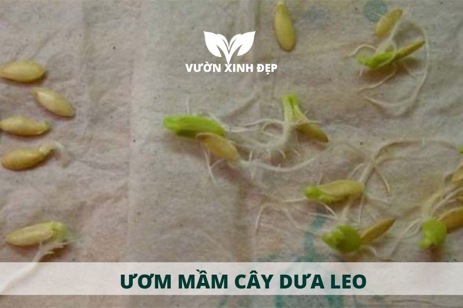 Hình ảnh hạt dưa leo đang nứt nanh sau khi ủ ẩm