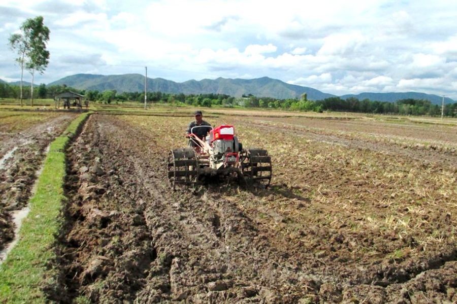 Rau xanh tươi tốt trên đất đã được xử lý