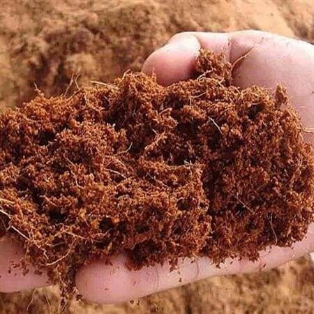 Xơ dừa chưa xử lý cần loại bỏ chất chát trước khi trồng cây