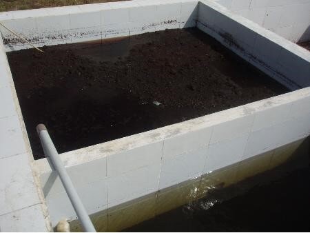 Ngâm xơ dừa trong nước vôi để xử lý Lignin khi trồng cây