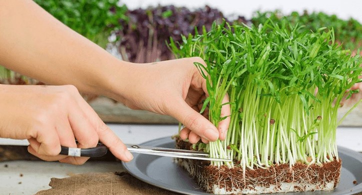 Hình ảnh khay rau mầm xanh tươi được trồng bằng giá thể