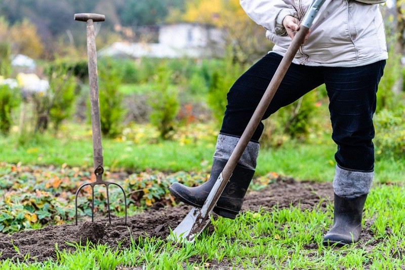 Cuốc xới đất phơi khô - bước đầu trong cách xử lý đất trước khi trồng cây