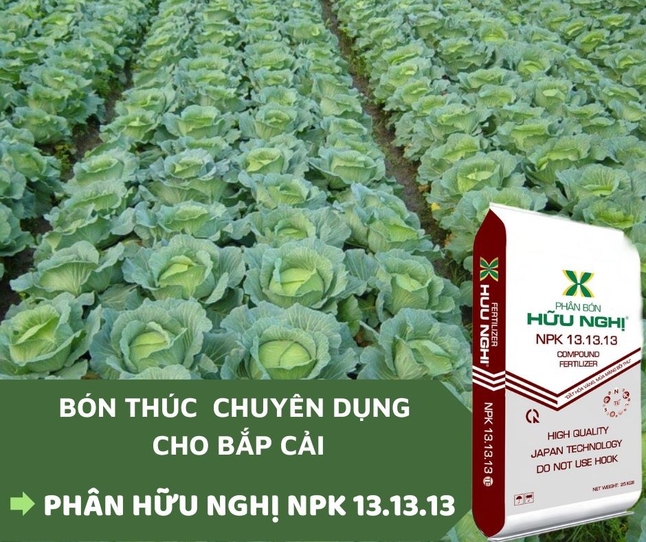 Hướng dẫn bón phân cho cải bắp đúng kỹ thuật tăng năng suất