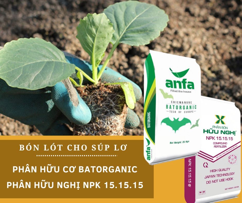 Cách chăm sóc cải bắp giúp cây nhanh cuốn và đạt năng suất cao
