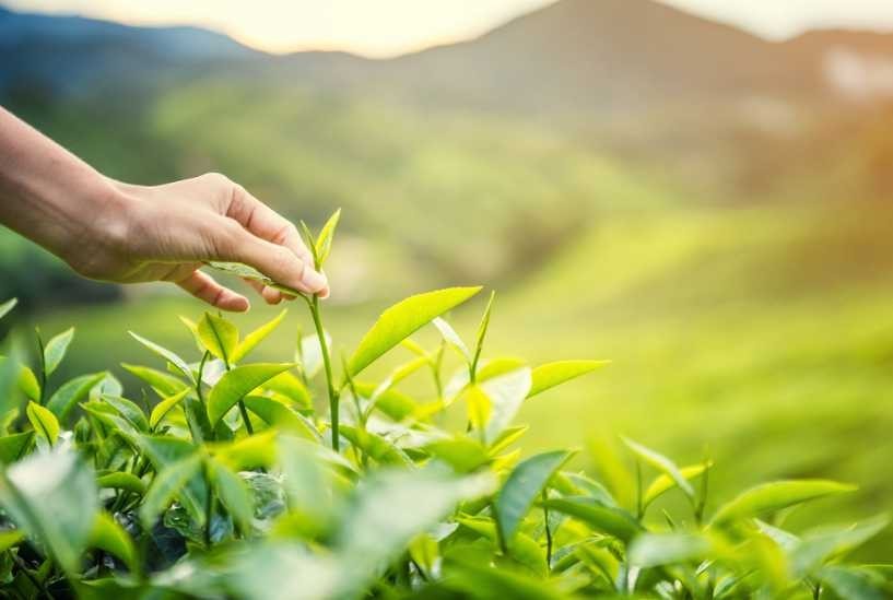 Cách chăm sóc cây chè xanh từ hạt giống