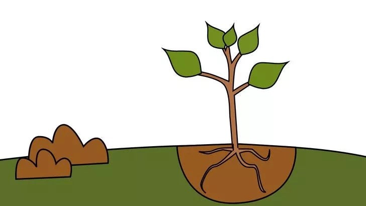 Kỹ thuật đặt cây vào hố đúng cách để đảm bảo cây xanh nhanh lớn và khỏe mạnh