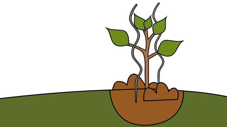 Cắm cọc hỗ trợ cho cây mới trồng, đảm bảo cây xanh nhanh lớn mà không bị đổ