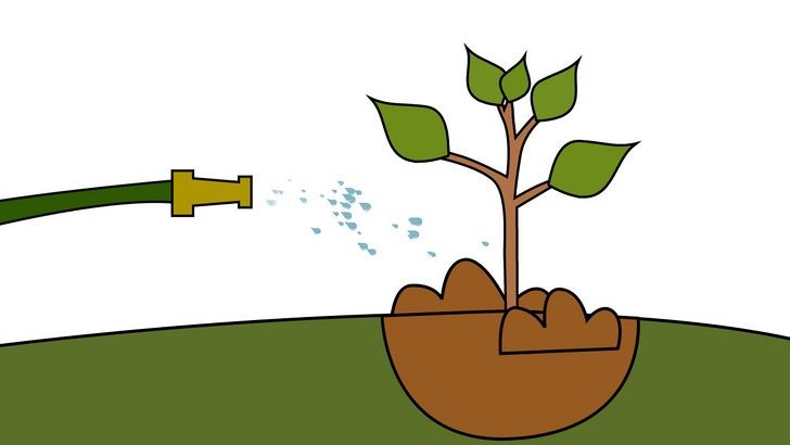 Tưới nước đúng cách cho cây mới trồng là bí quyết để cây xanh nhanh lớn