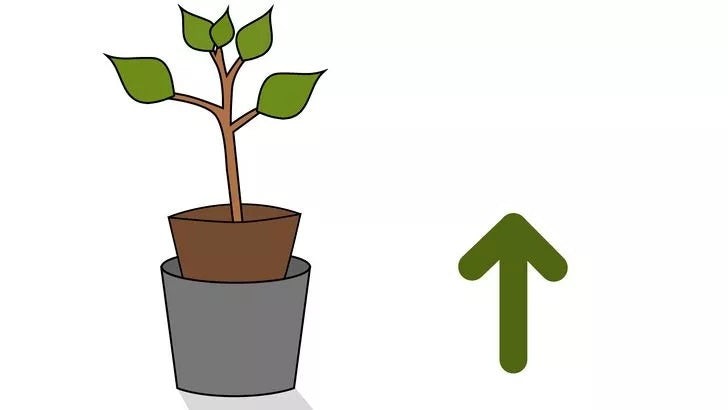 Đôi bàn tay cẩn thận lấy cây ra khỏi chậu, bước chuẩn bị quan trọng trước khi trồng cây xanh nhanh lớn