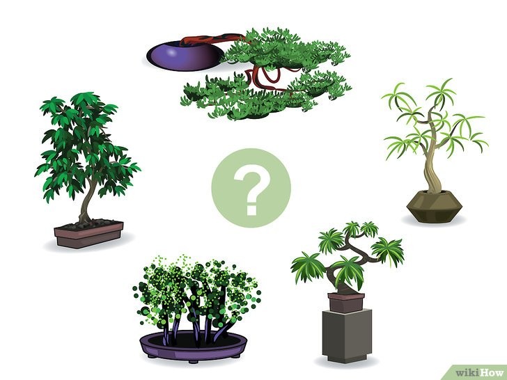 Lựa Chọn Loại Cây Bonsai Mini Phù Hợp Với Khí Hậu