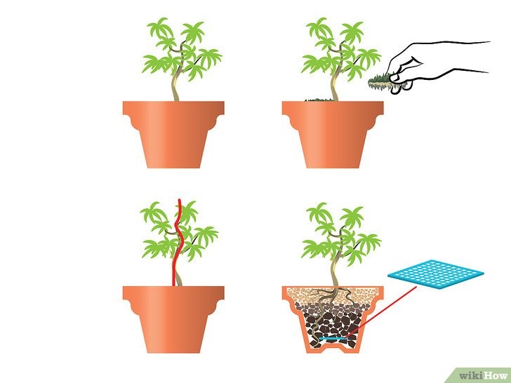 Trồng Cây Bonsai Mini Vào Chậu Mới