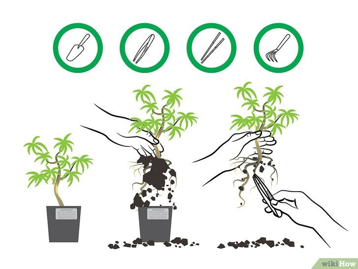Nhấc Cây Ra Khỏi Chậu Cũ và Làm Sạch Đất Cũ