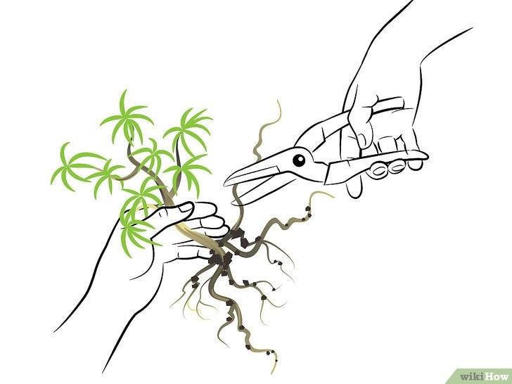 Kỹ Thuật Cắt Tỉa Rễ - Yếu Tố Quan Trọng Của Bonsai Mini