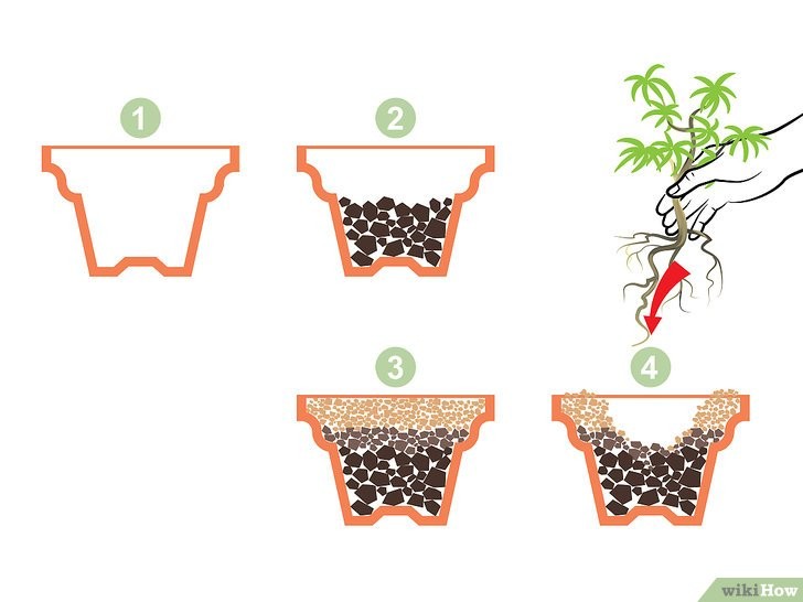 Chuẩn Bị Chậu và Đất Mới Chuyên Dụng Cho Bonsai Mini