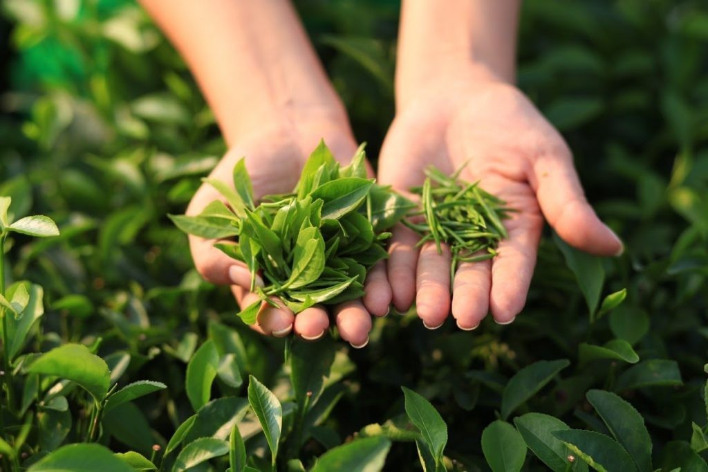 Kỹ thuật trồng hạt chè xanh tại nhà đơn giản