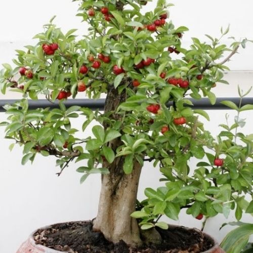Thu hoạch quả sơ ri chín mọng từ cây trồng trong chậu