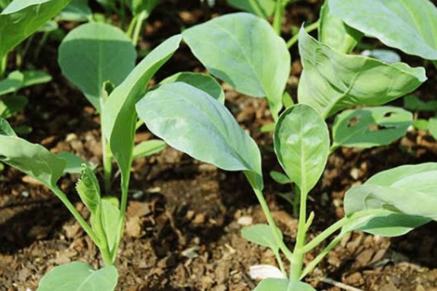 Cây cải rổ con giai đoạn cây giống