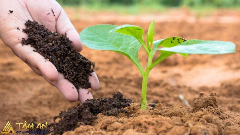 Cách cải tạo đất cho vườn nhà trồng rau cải