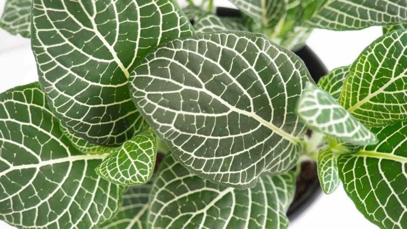 Cây cẩm nhung: Đặc điểm, cách trồng và ý nghĩa phong thuỷ mang lại