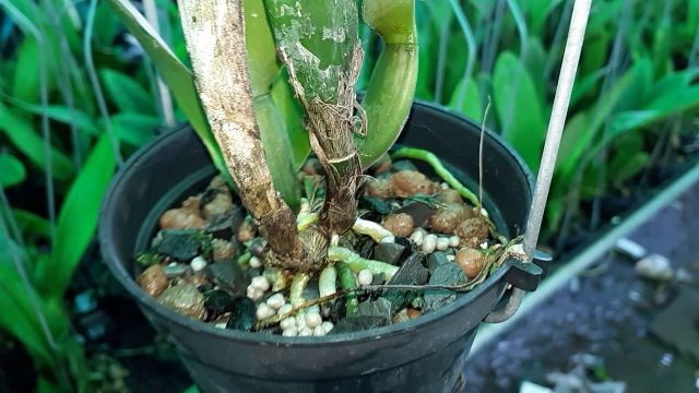 Cố định gốc lan Cattleya rừng chắc chắn khi trồng