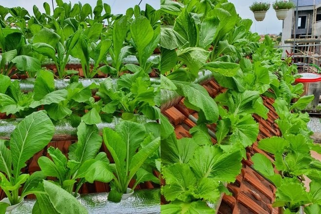 Vườn rau xanh mướt trên mái nhà phố