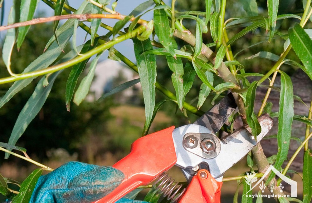 Cắt tỉa cành liễu già yếu để cây phát triển tốt hơn