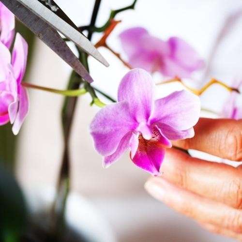 Hướng dẫn cắt bỏ ngồng hoa phong lan Hồ Điệp sau khi tàn