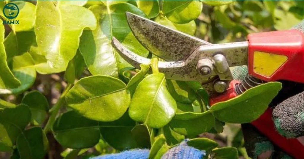 Cắt tỉa cành cho cây quýt đường thông thoáng