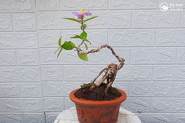 Hướng dẫn cắt tỉa tạo dáng cho cây hoa mua cảnh