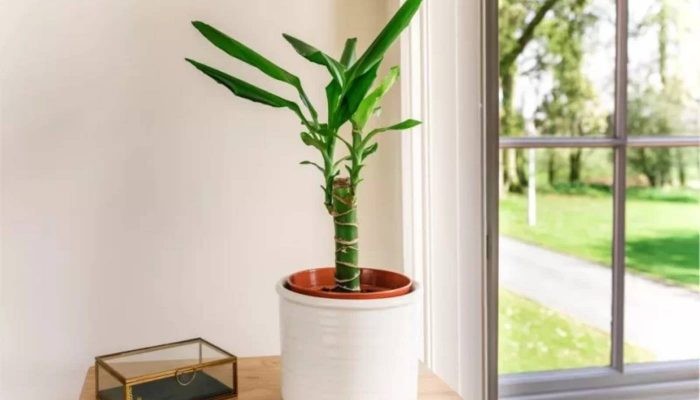 Hướng dẫn cắt tỉa và tạo hình cây thiết mộc lan