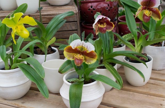Lan Cattleya rừng là món quà tặng ý nghĩa và sang trọng