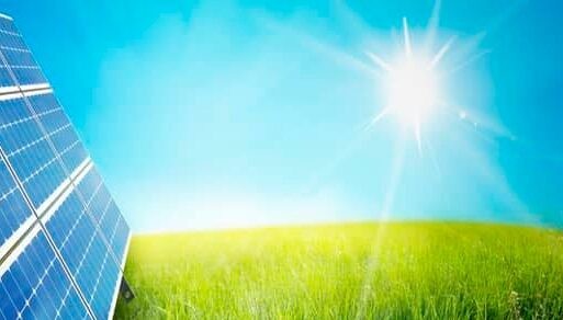 cây ánh dương thích hợp với những nơi có ánh nắng vừa phải