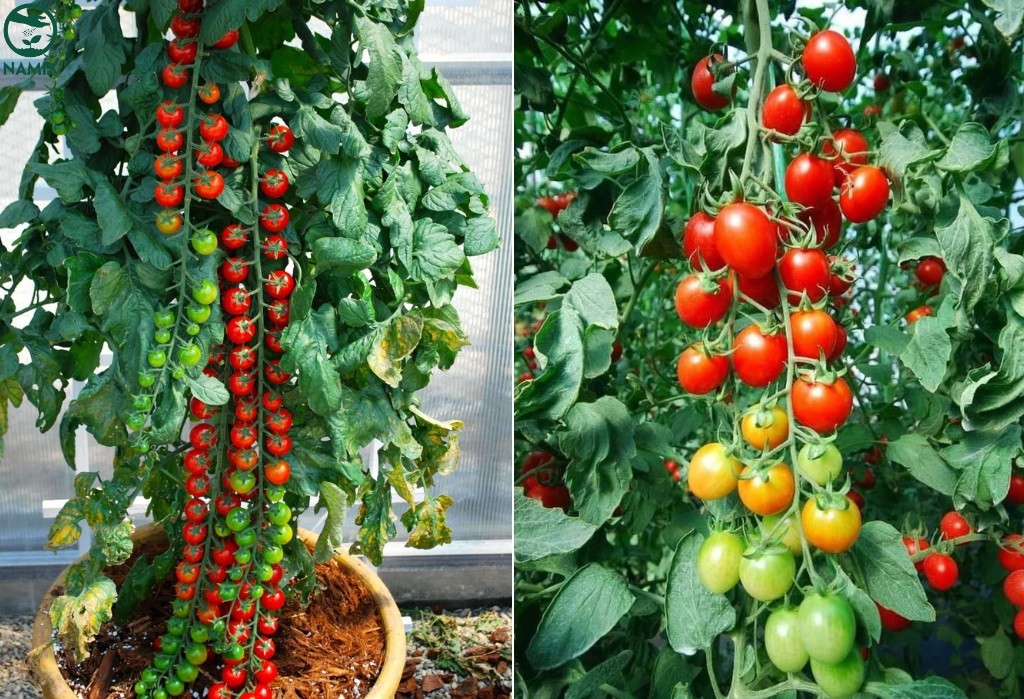 Hình ảnh quả cà chua chuỗi ngọc chín mọng trên cây