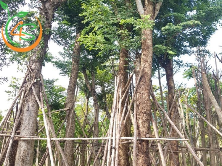 Hình ảnh cây Cẩm Lai trưởng thành