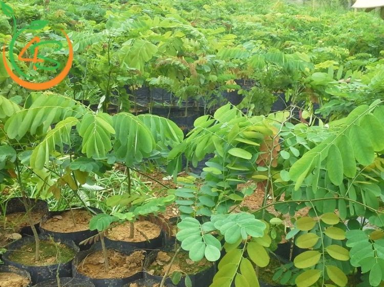 Cây Cẩm Lai giống khỏe mạnh sẵn sàng trồng