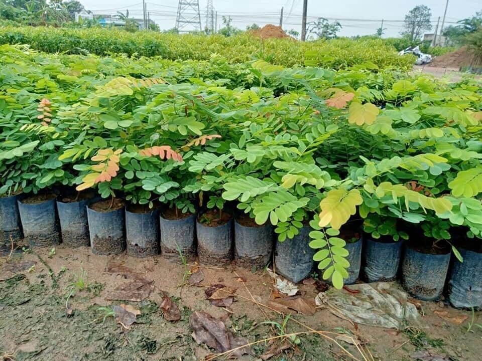 Vườn ươm cây Cẩm Lai giống - Nền tảng cho cách lai giống cây trồng thành công