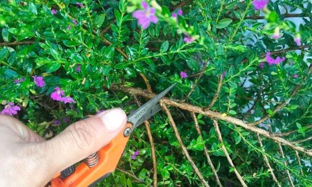 Kỹ thuật cắt tỉa cành giúp cây cẩm tú mai phát triển khỏe mạnh